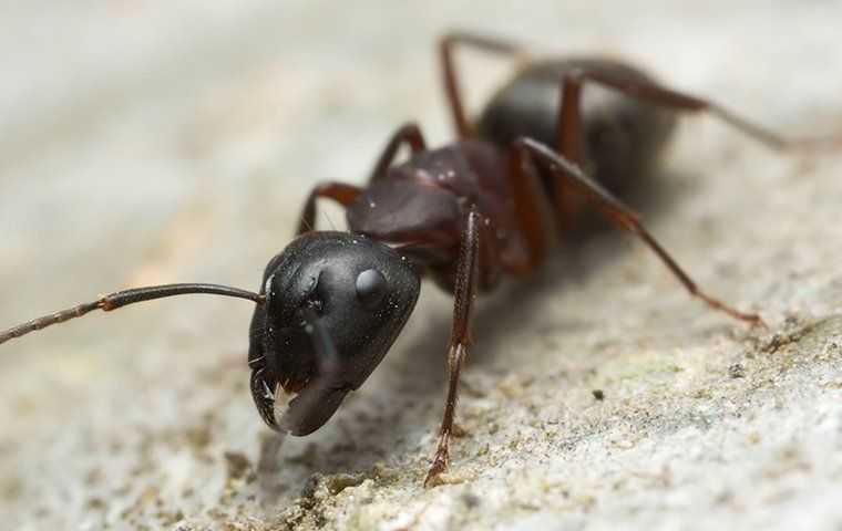 Carpenter Ant 