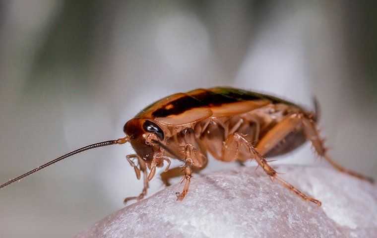 Cockroach