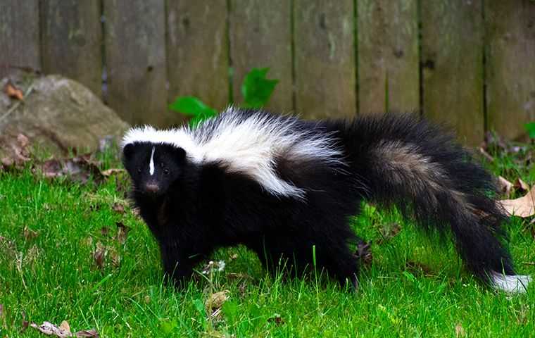 Skunk Near A Backyard Fence