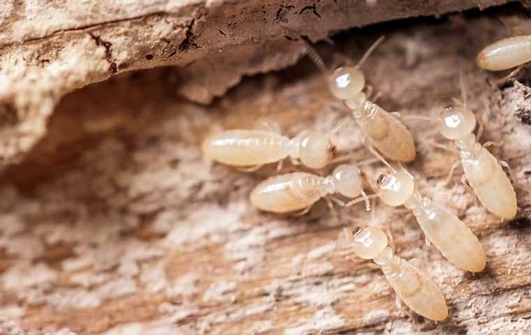 Group Of Termites