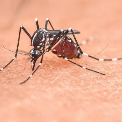 mosquito