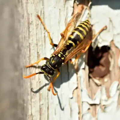 yellow-jacket-wasp