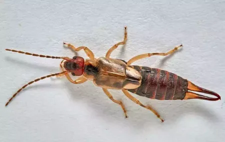 earwig-inside-home