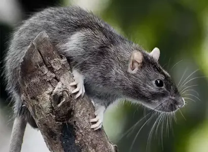 What Exactly Are Rodents? Rodents make up the largest group of mammals living worldwide. All rodents, from the tiniest mouse to the largest capybara, are grouped by their continuously growing front incisors.  Mice and rats are examples of rodents and some of the most common household invaders homeowners in Madison have to contend with year after year.   Mice are small rodents with an oval body and small triangular head. Their ears and long tails are covered in a light layer of fur.   Rats are rodents with d