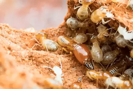 subterranean-termites