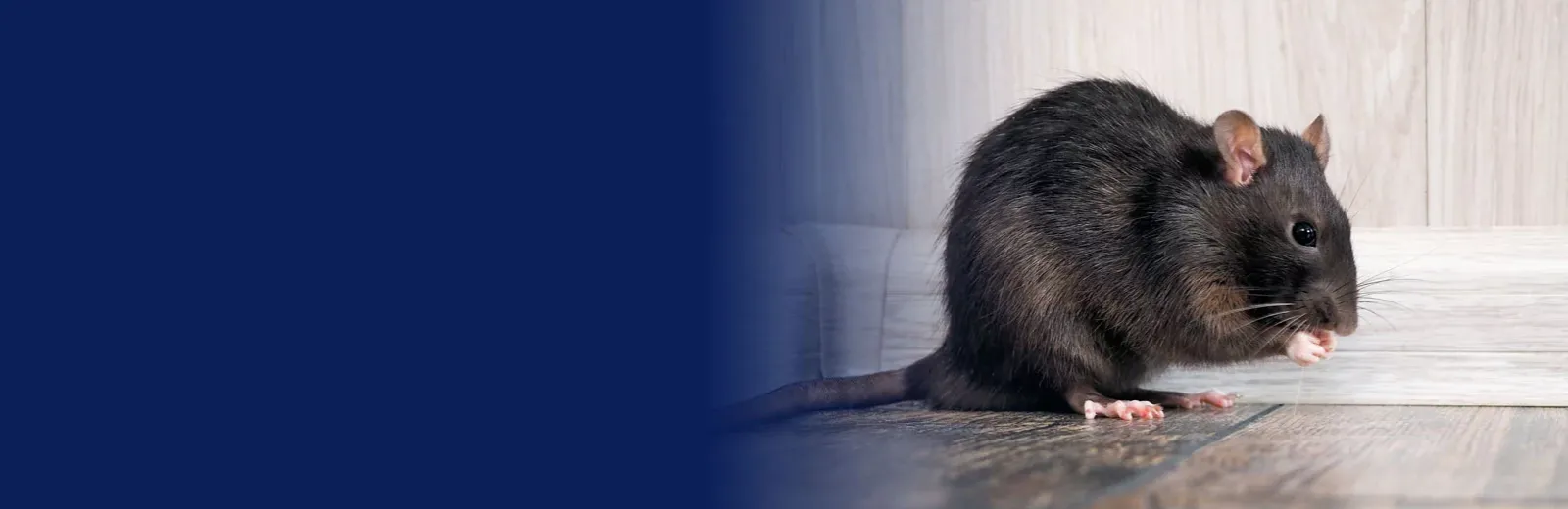 mouse in a house