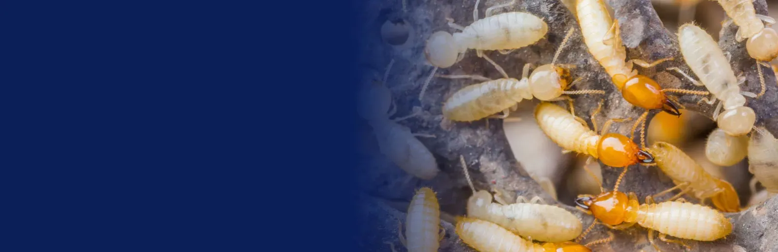 Termites on wood
