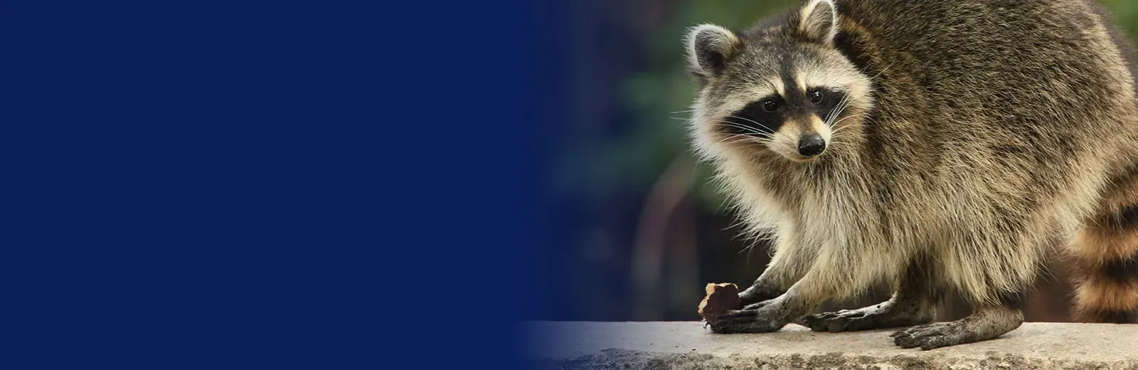 Wildlife control, raccoon