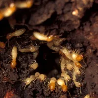 Termite colony crawling their way through a wooden structure.