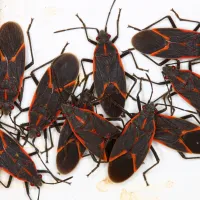 Cluster of boxelder bugs with a white background.