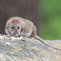 Brown mouse sitting on a log outside.