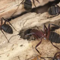 carpenter-ants