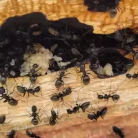 arpenter_ants