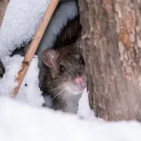 mouse-in-snow