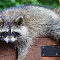 racoon