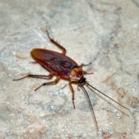 roach-pest-identification