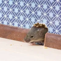 rodent_in_wall