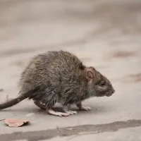 roof-rats