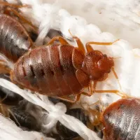 service-bed-bug-treatment