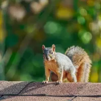 squirrel_on_roof