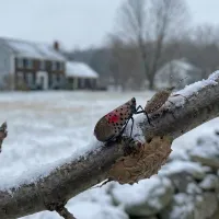 stinkbug and spotted lanternfly on a winter tree branch
