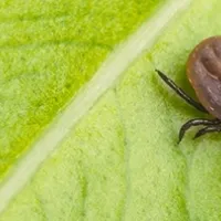 tick-on-plant