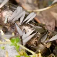 winged-termites