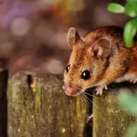 Brown mouse on a wood log