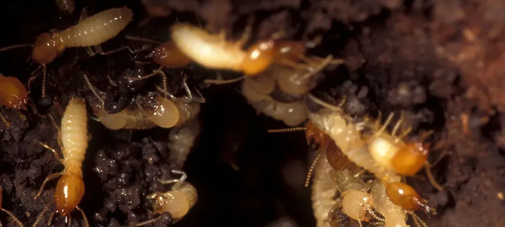 termite-colony Termite colony crawling their way through a wooden structure.