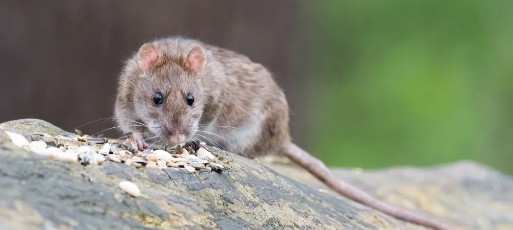 brown-mouse-on-log Brown mouse sitting on a log outside.