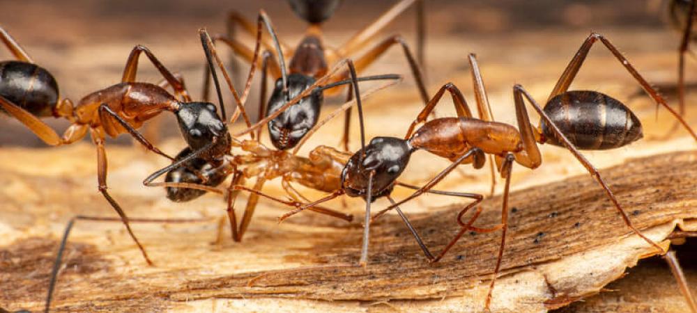 carpenter ants