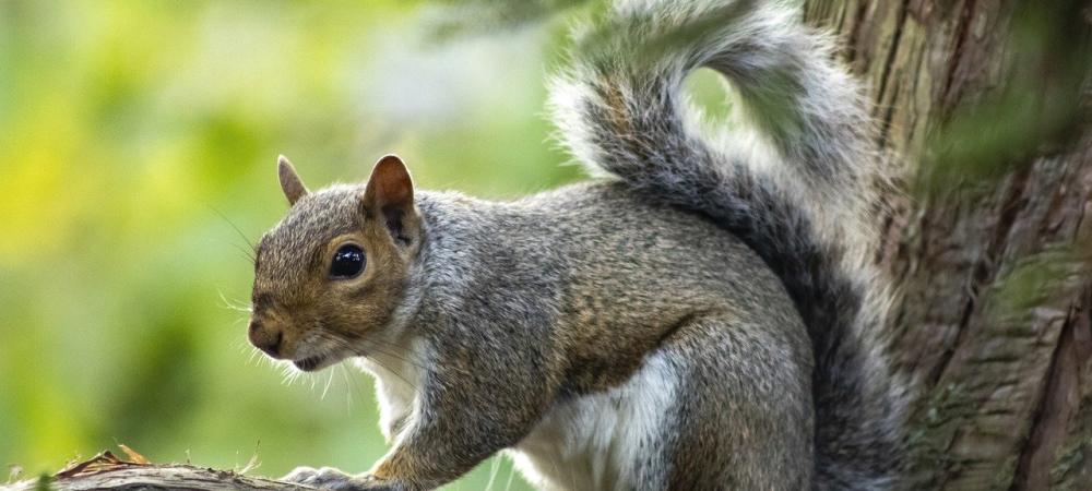 a squirrel in a tree