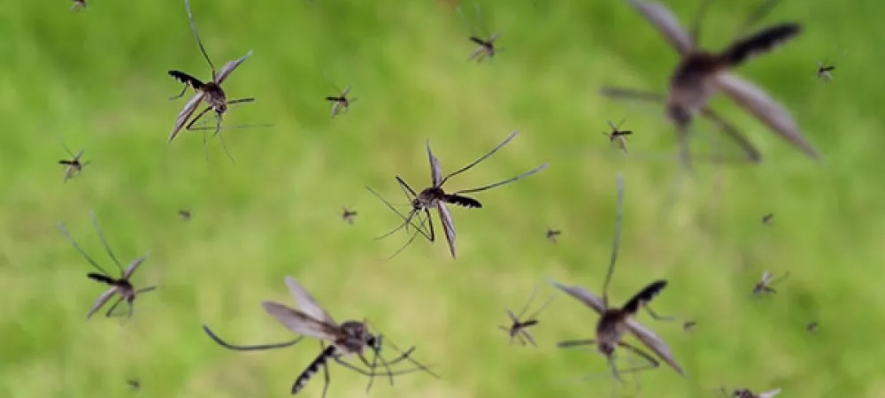 mosquitoes flying around