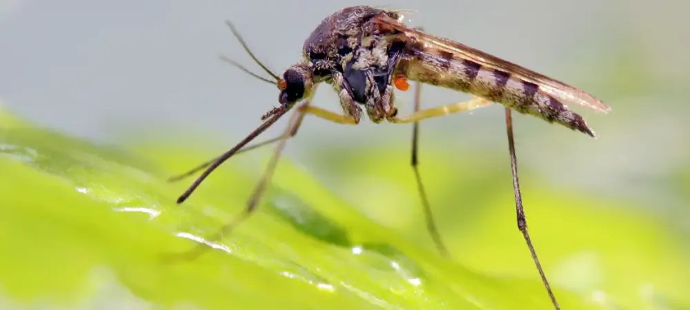 a mosquito on a leaf