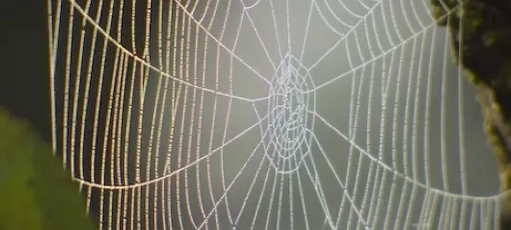 a spider web