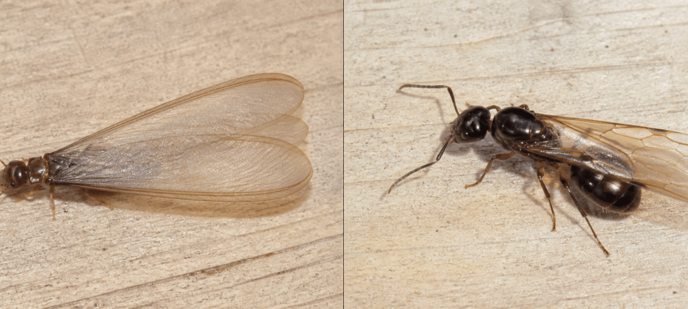 a picture showing a termite swarmer and a flying ant