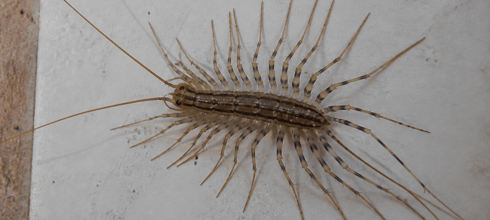 a house centipede