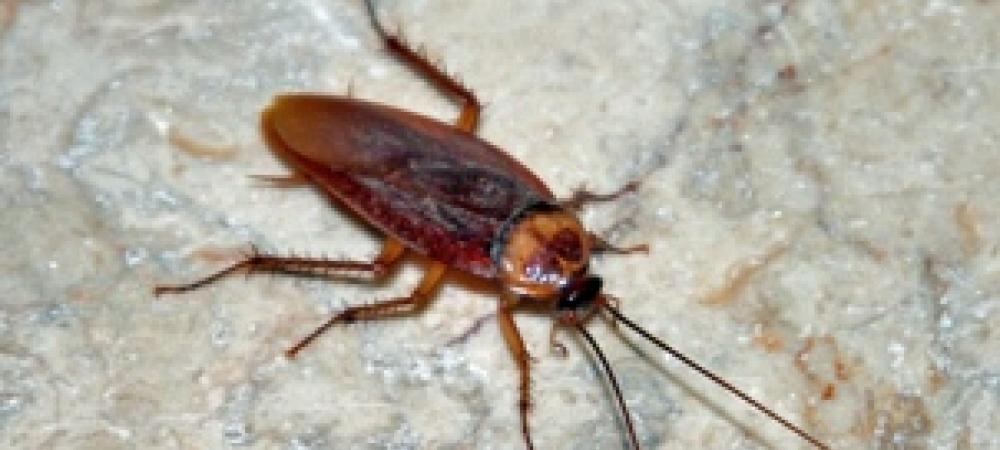 roach-pest-identification