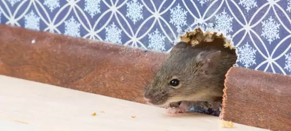 rodent_in_wall