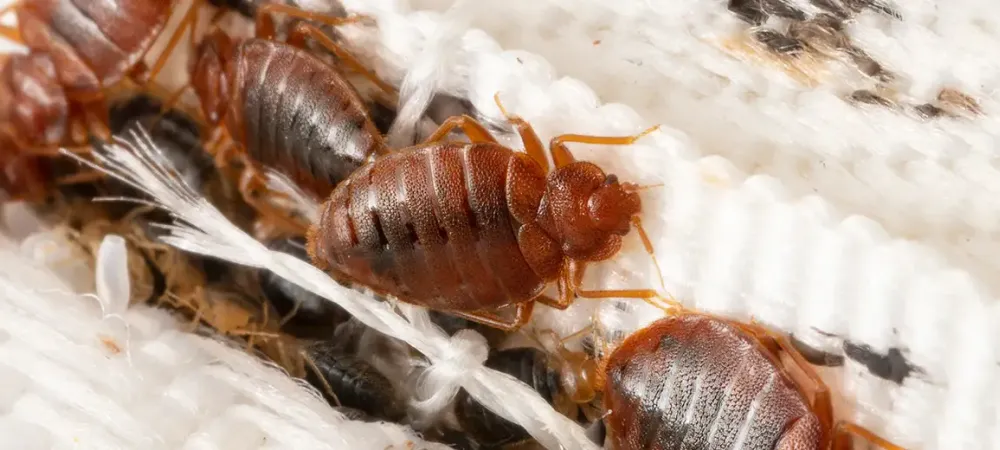 service-bed-bug-treatment