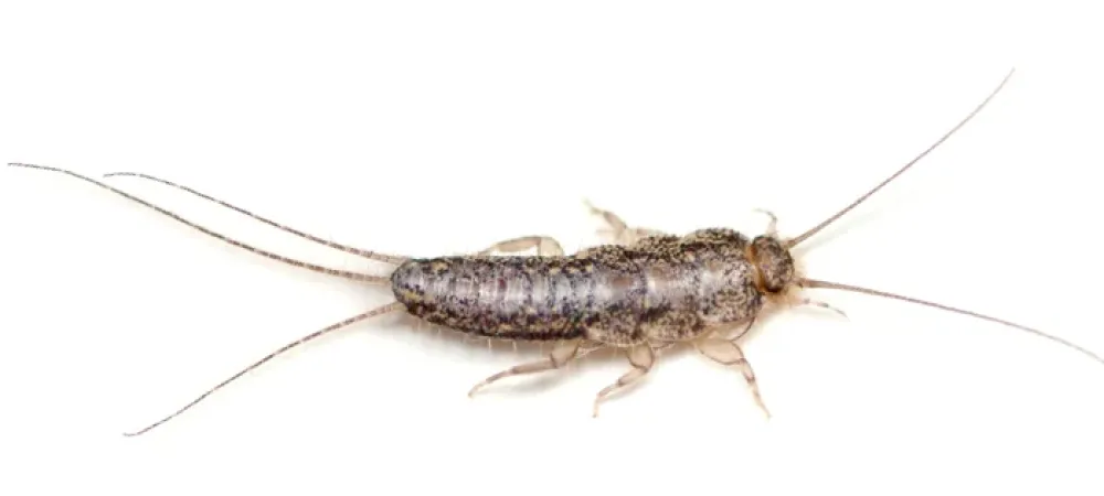 a silverfish close up