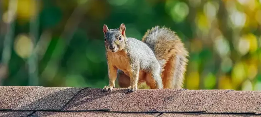 squirrel_on_roof