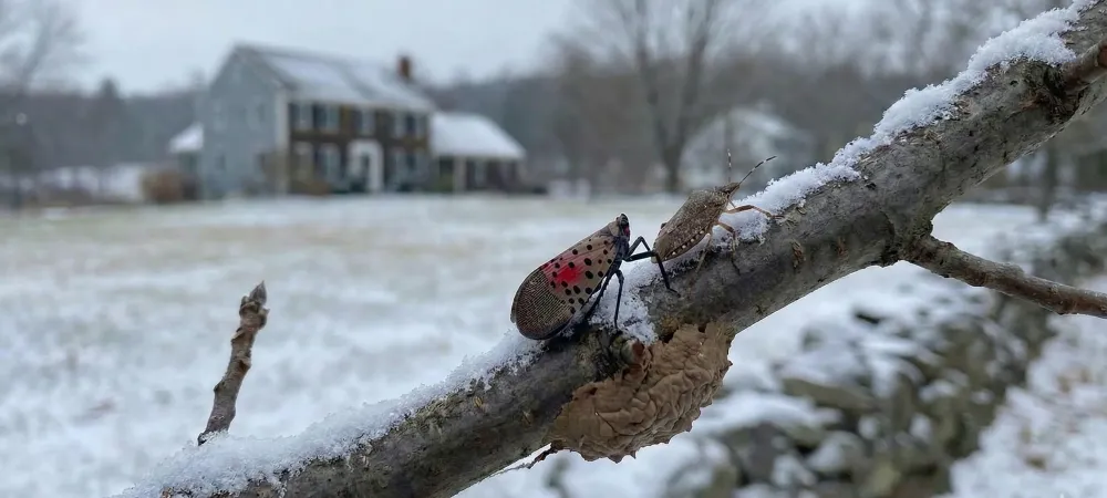 stinkbug and spotted lanternfly on a winter tree branch