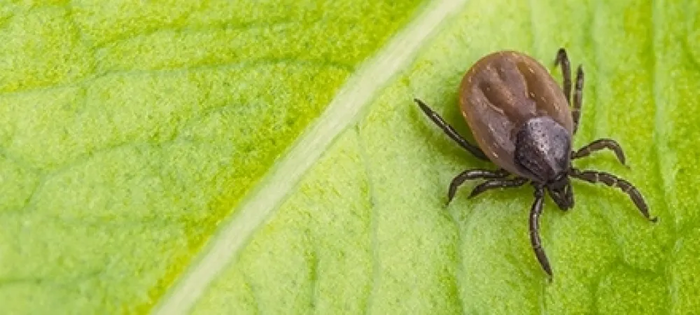 tick-on-plant