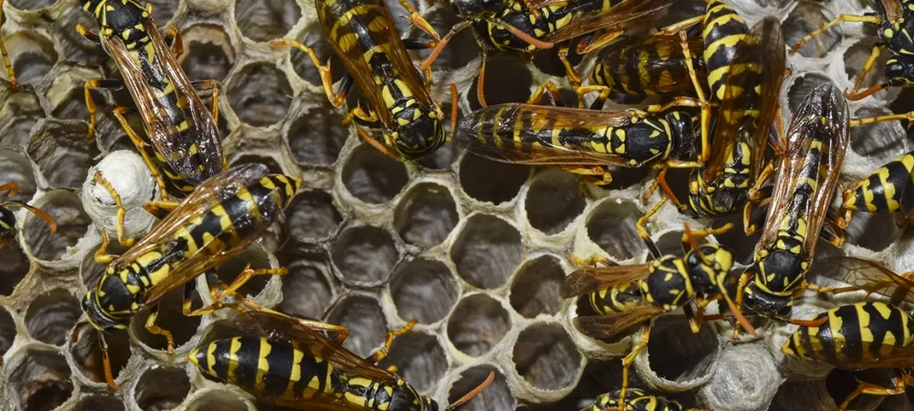 wasps-hero_copy