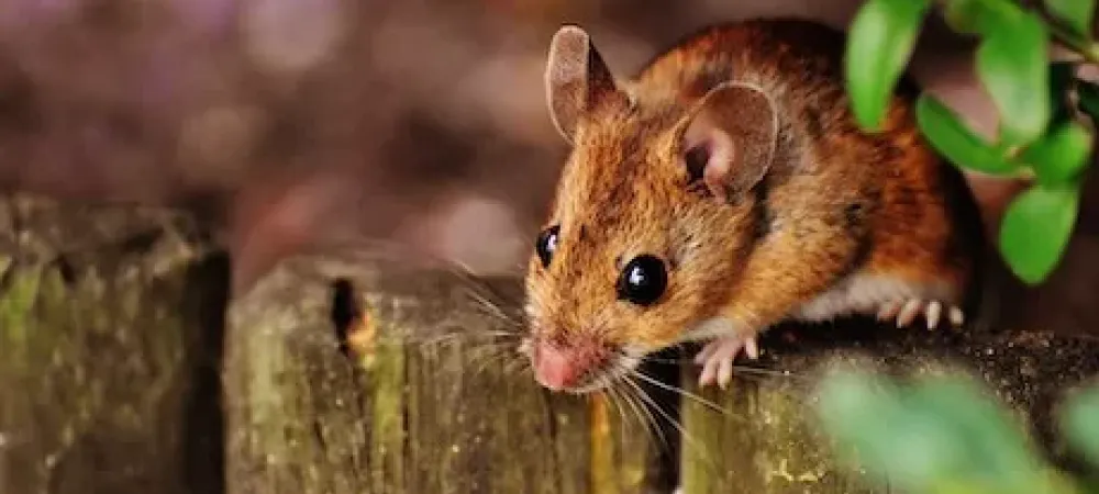 brown-mouse-on-log Brown mouse on a wood log