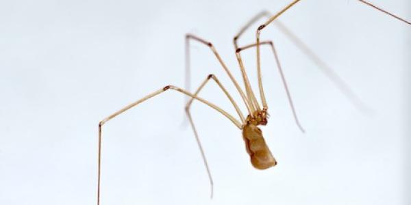 a cellar spider