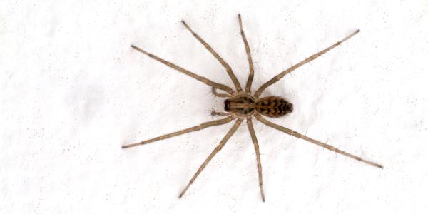 a house spider