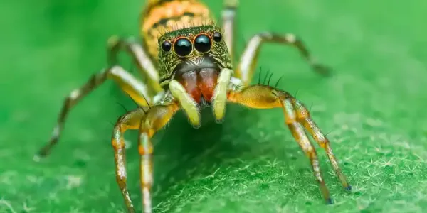 a jumping spiders