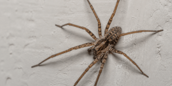 a spider
